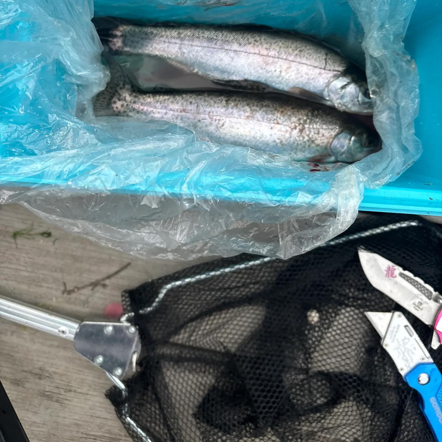 recently logged catches