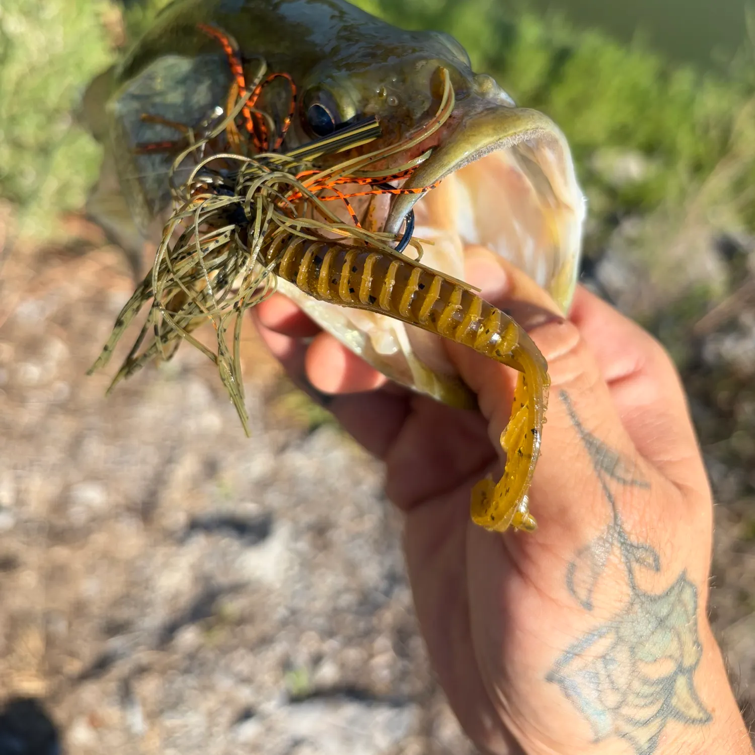 Largemouth bass caught on Fishbrain
