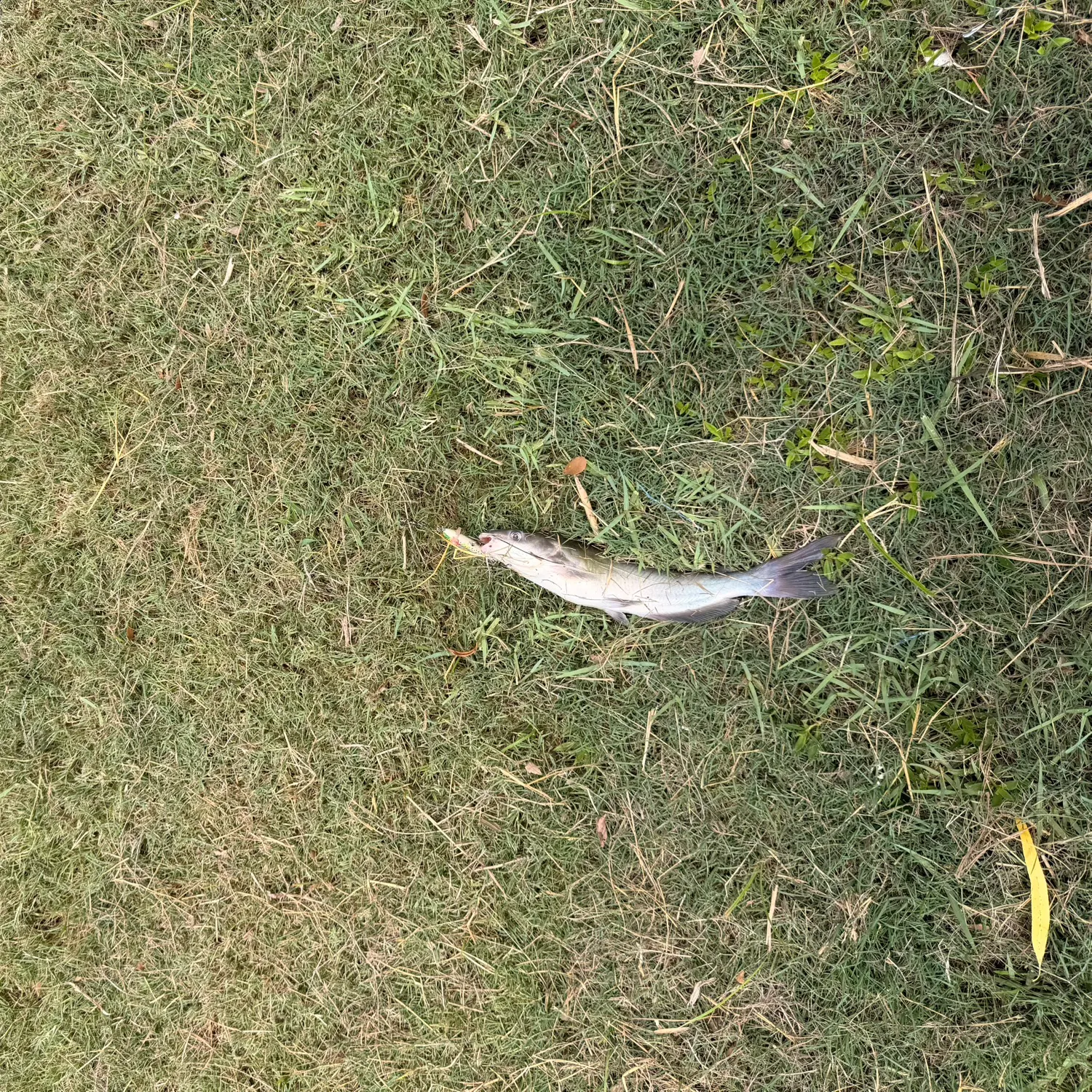 Channel catfish caught on Fishbrain