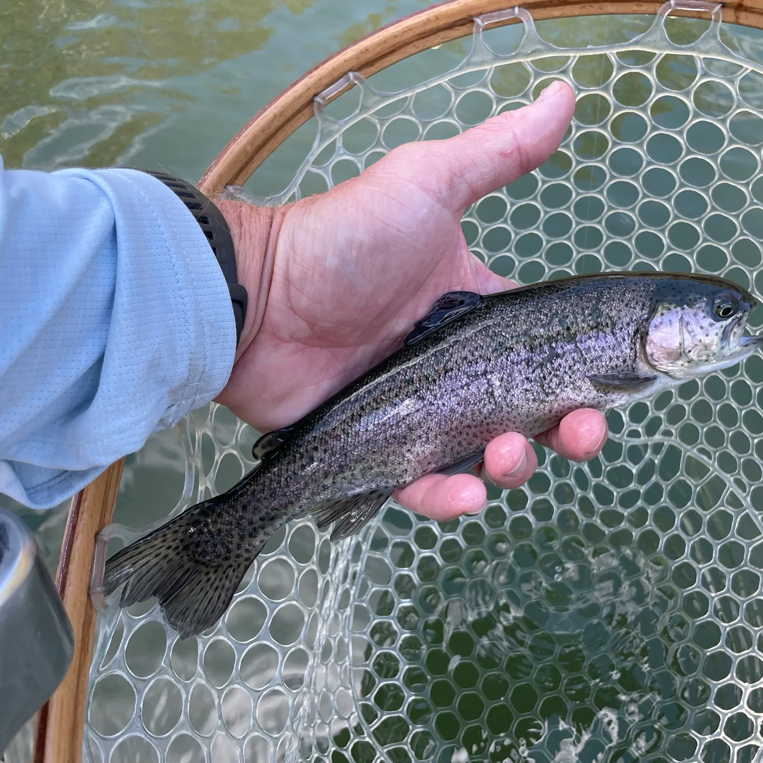 Rainbow trout caught on Fishbrain