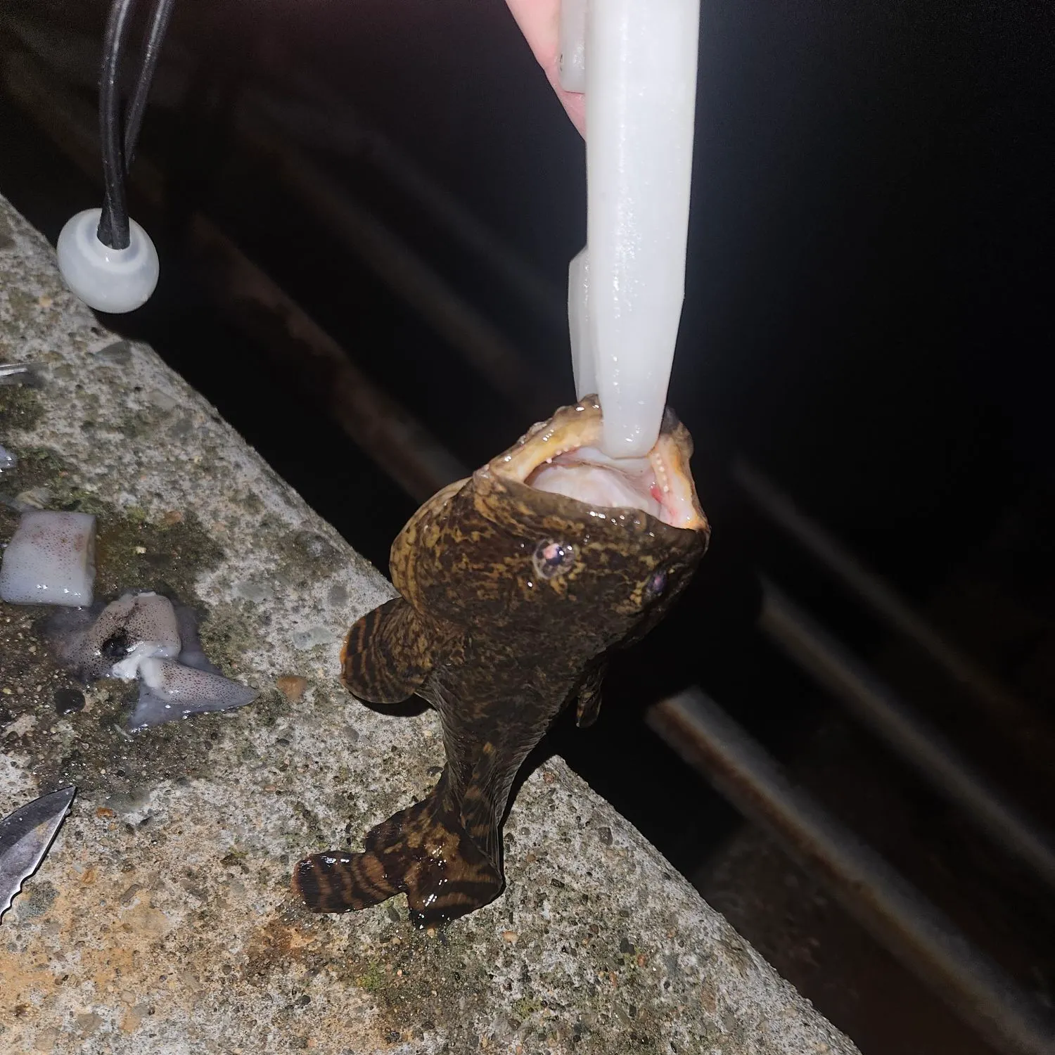 Oyster toadfish caught on Fishbrain
