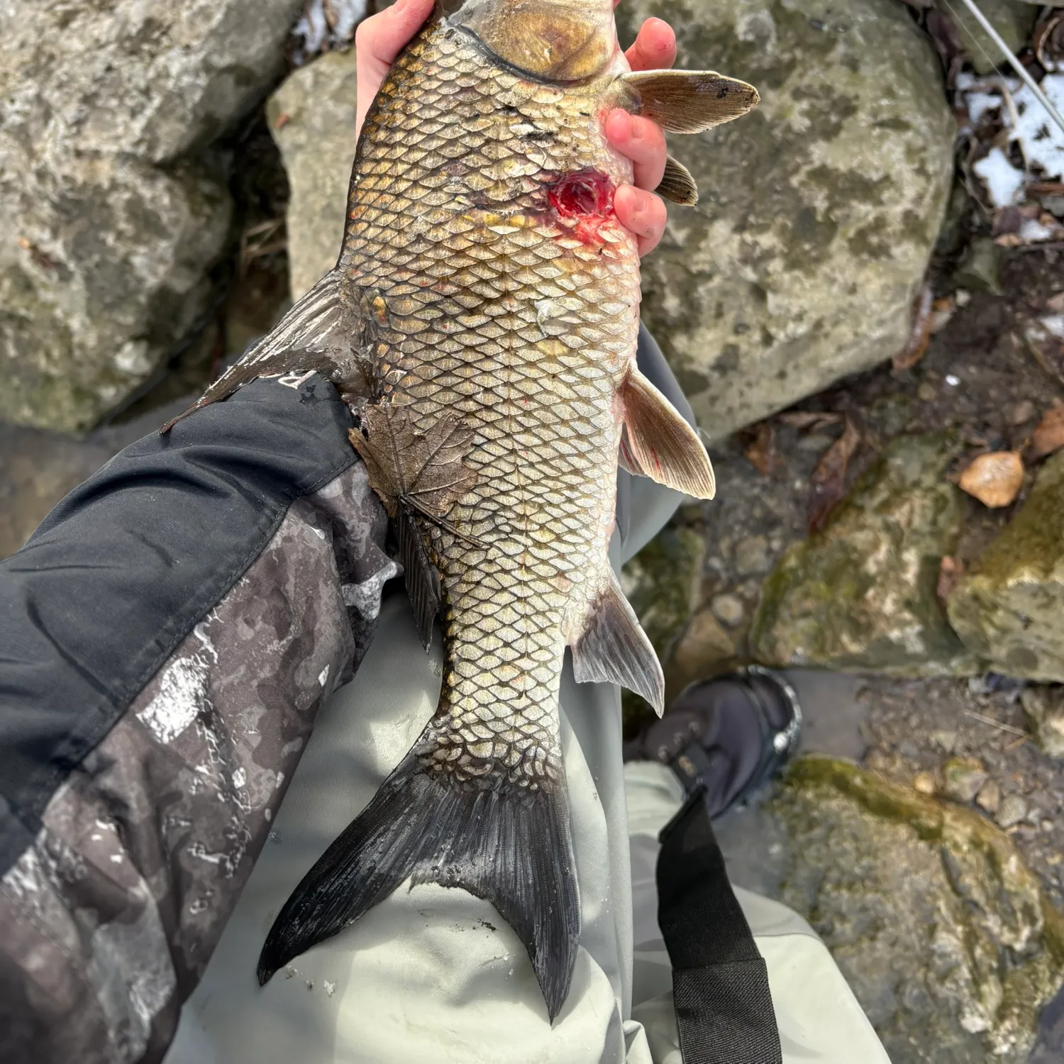 The most recent River carpsucker catches on Fishbrain