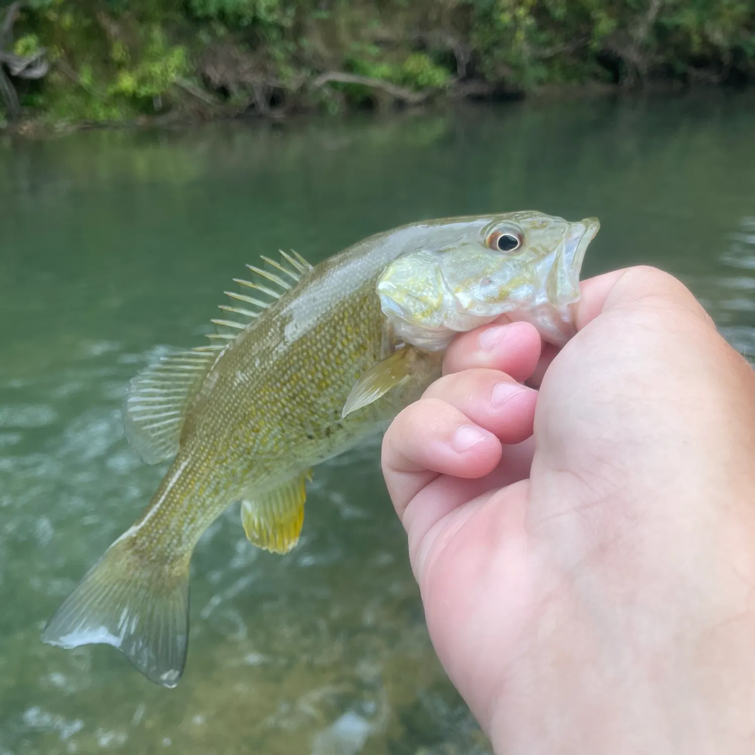 Smallmouth bass caught on Fishbrain