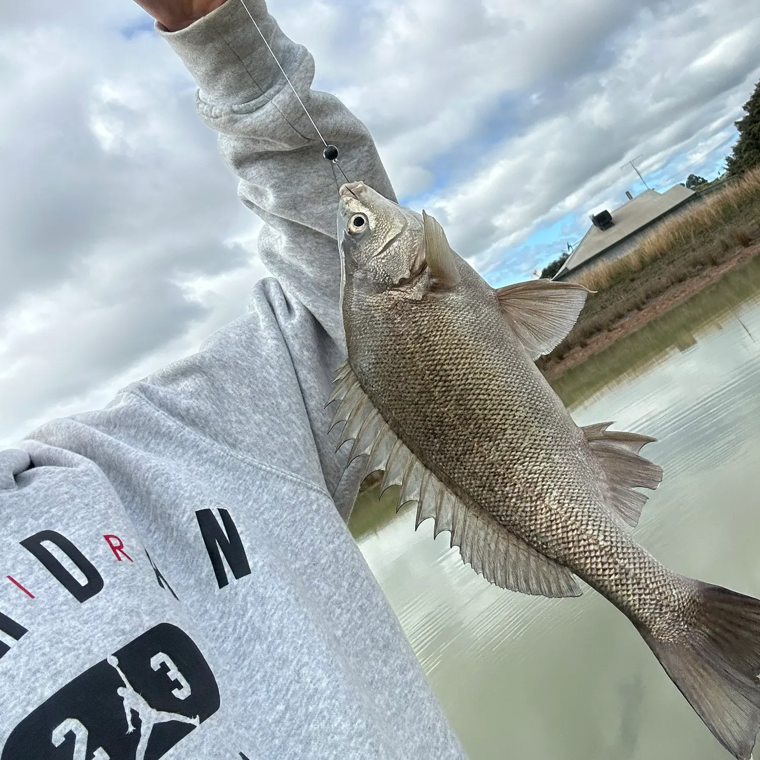 The most recent Bidyan perch catches on Fishbrain