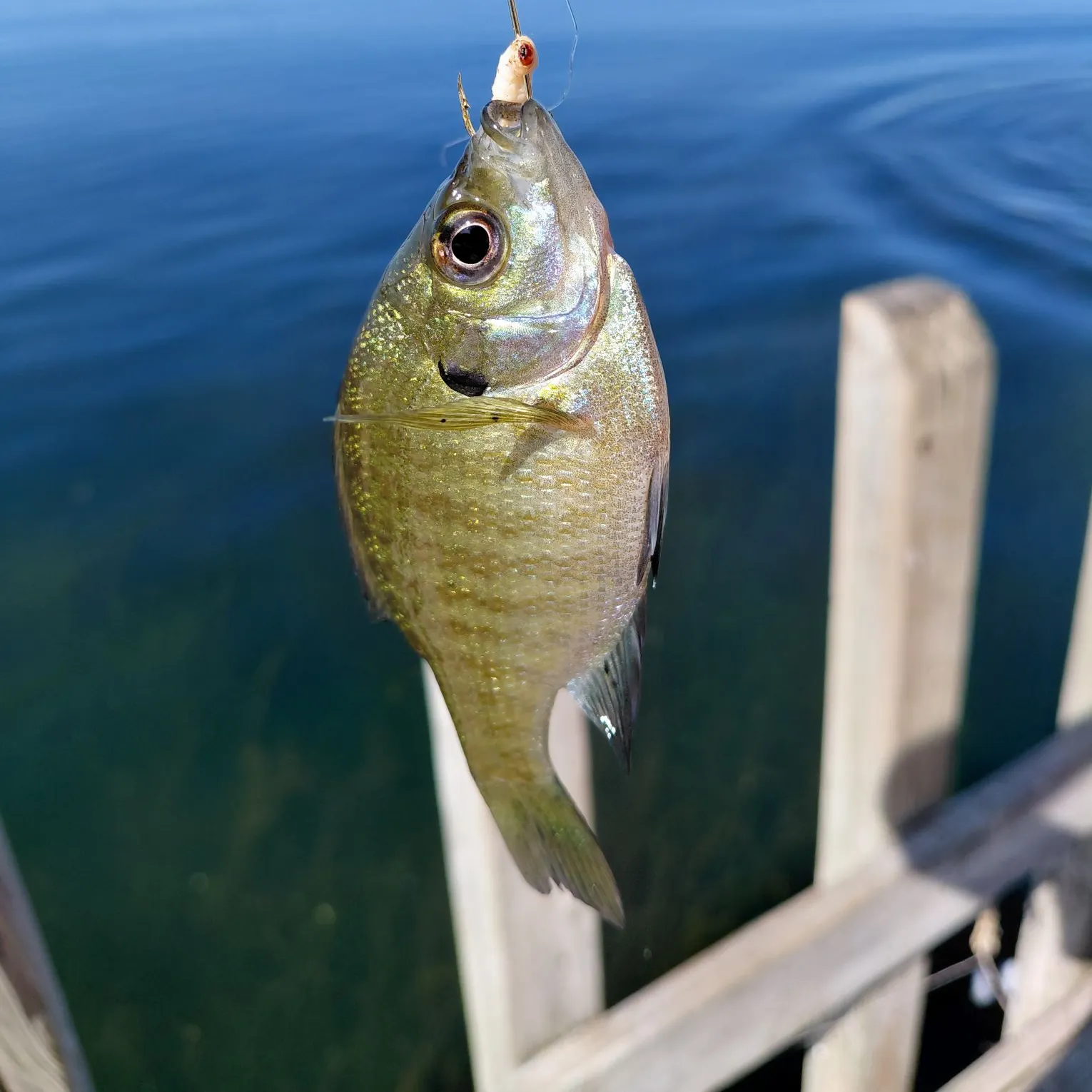 Bluegill caught on Fishbrain