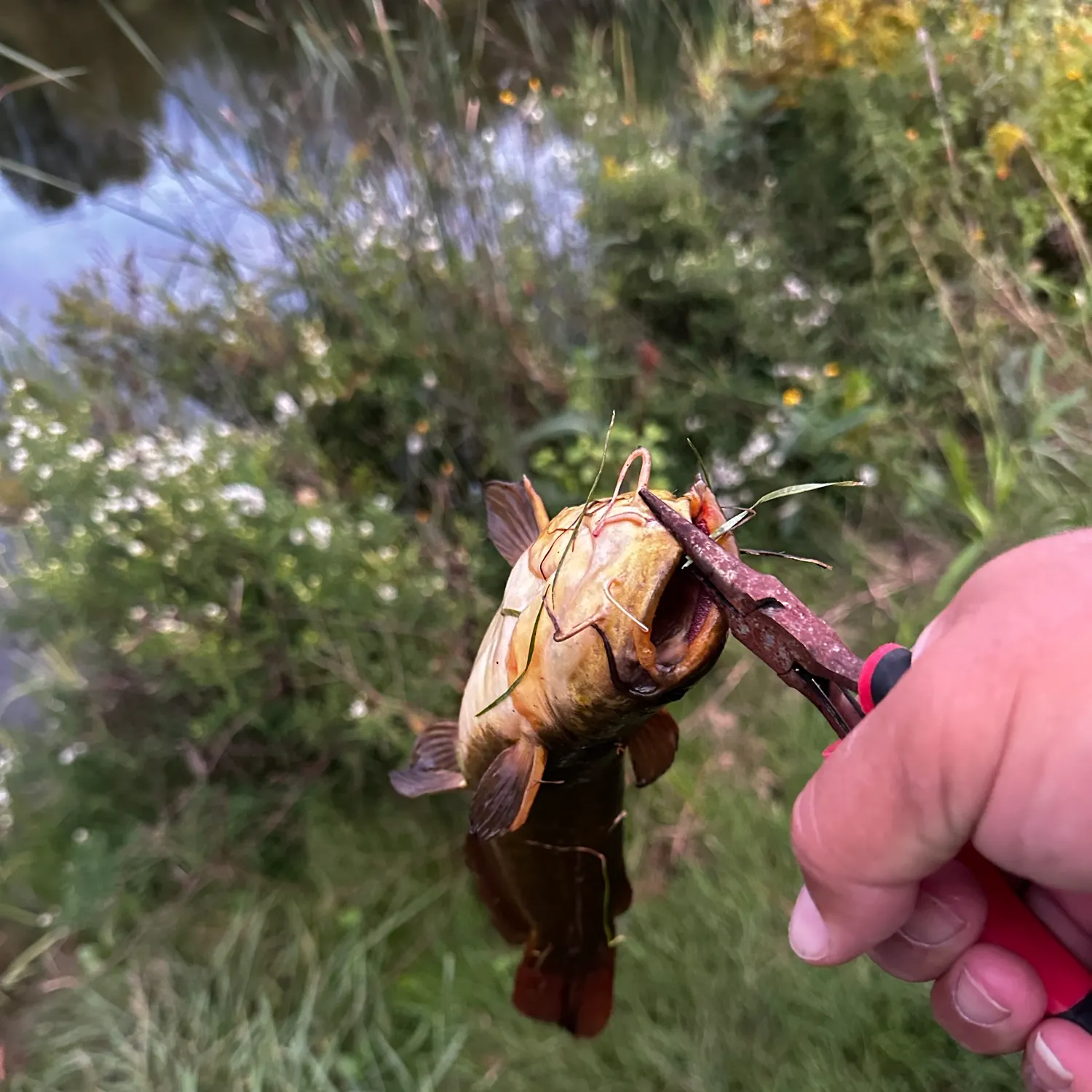 catch