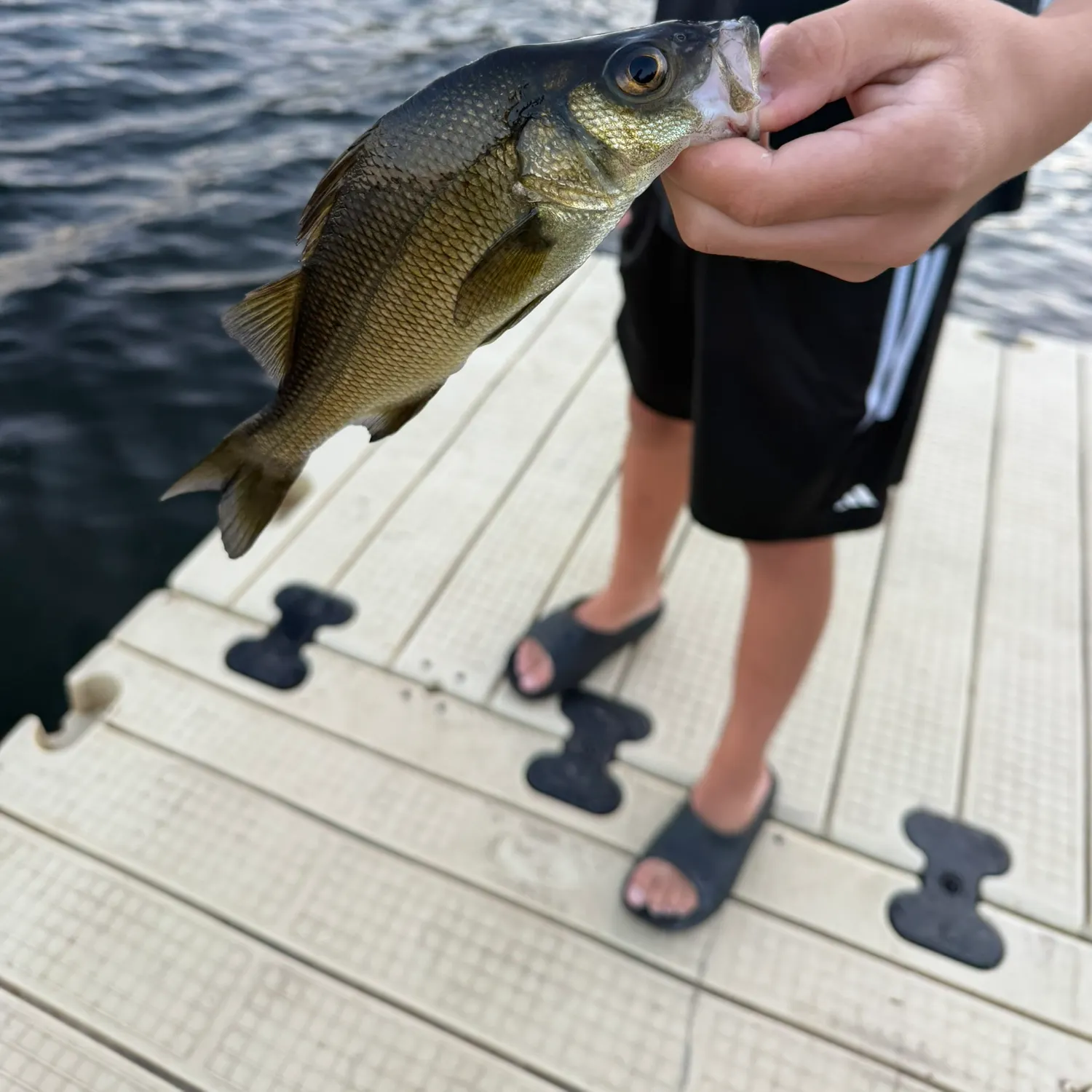 White perch caught on Fishbrain