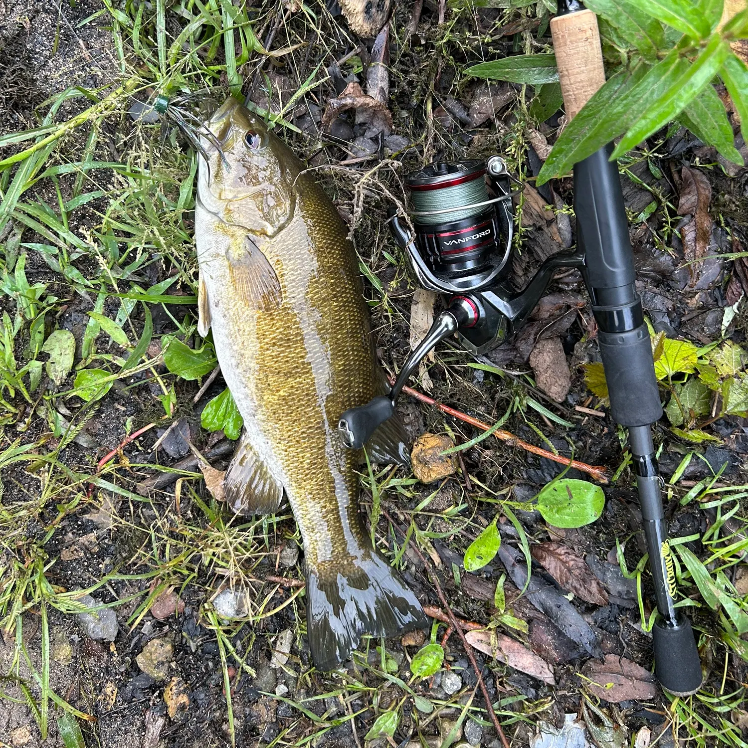 Smallmouth bass caught on Fishbrain