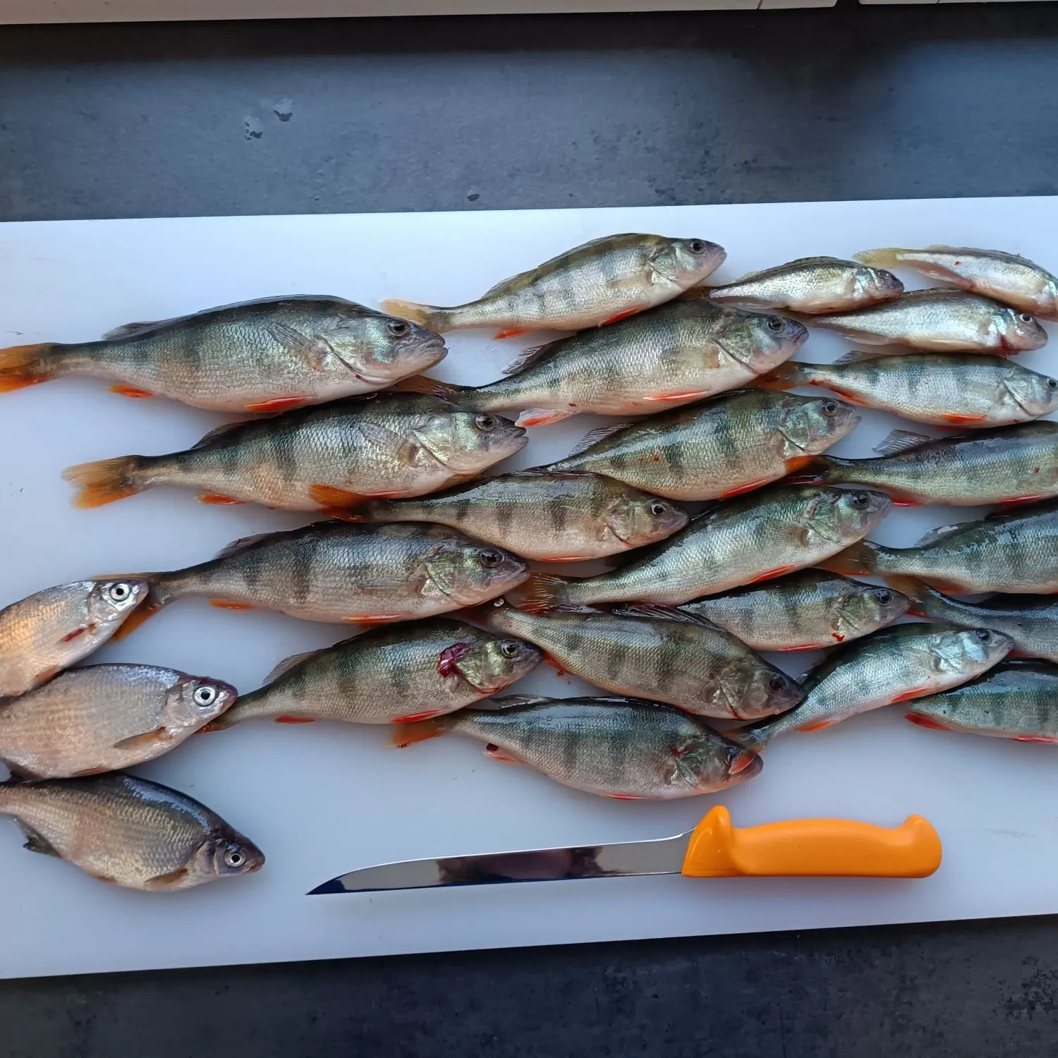 recently logged catches