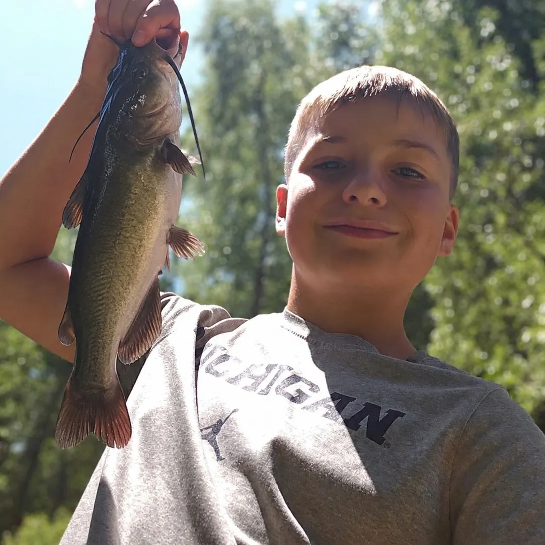 Channel catfish caught on Fishbrain