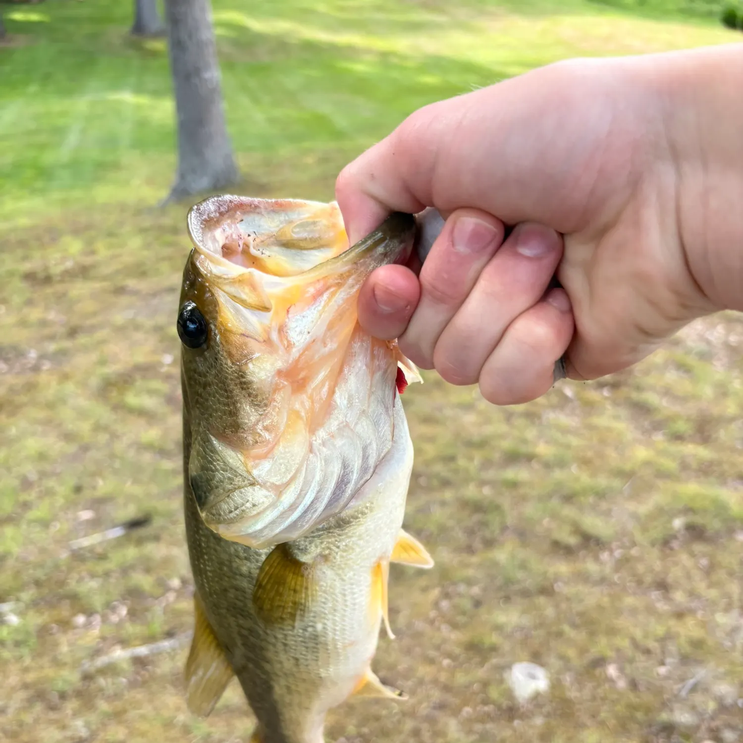 angler catch