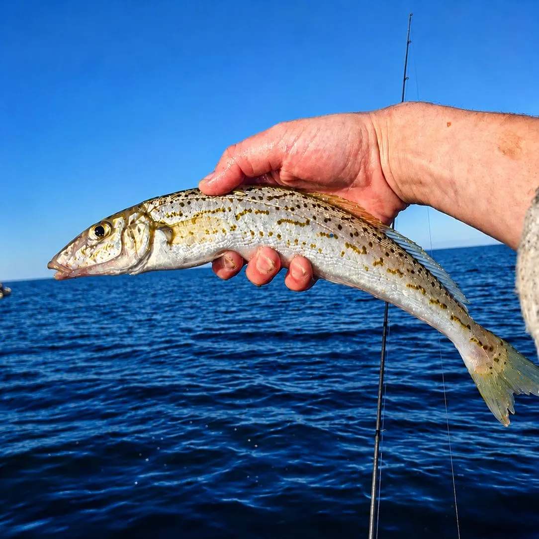 King George whiting caught on Fishbrain