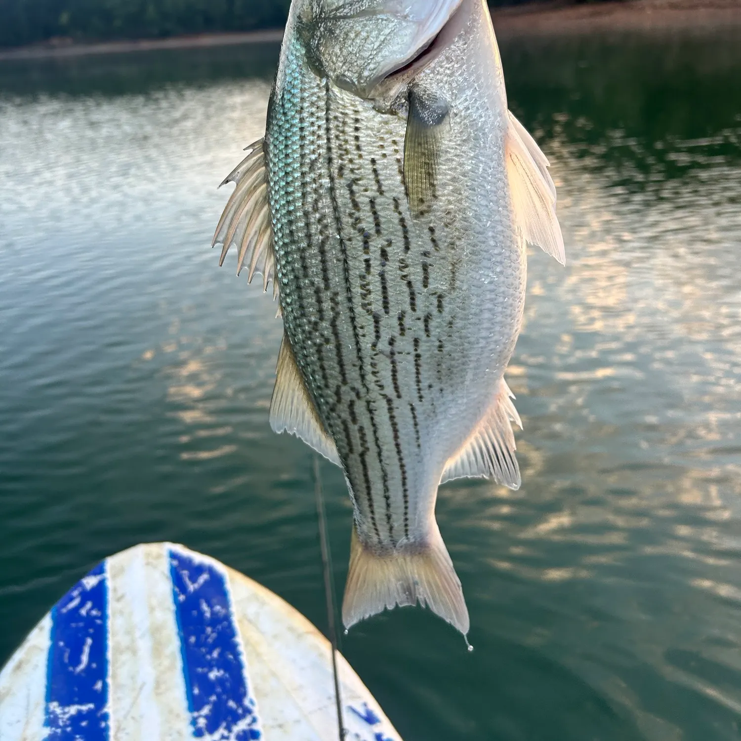 Wiper caught on Fishbrain