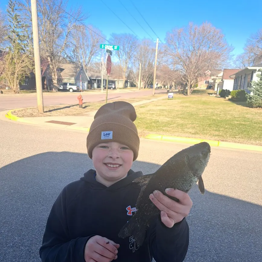 The most recent Bigmouth buffalo catches on Fishbrain