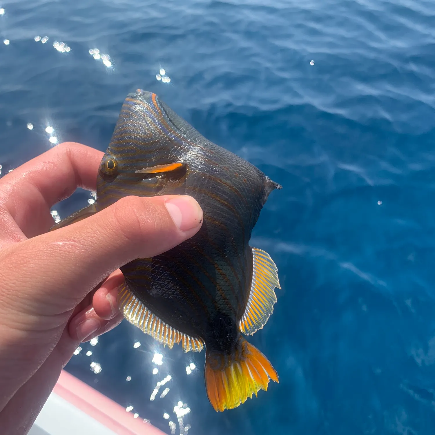 recently logged catches