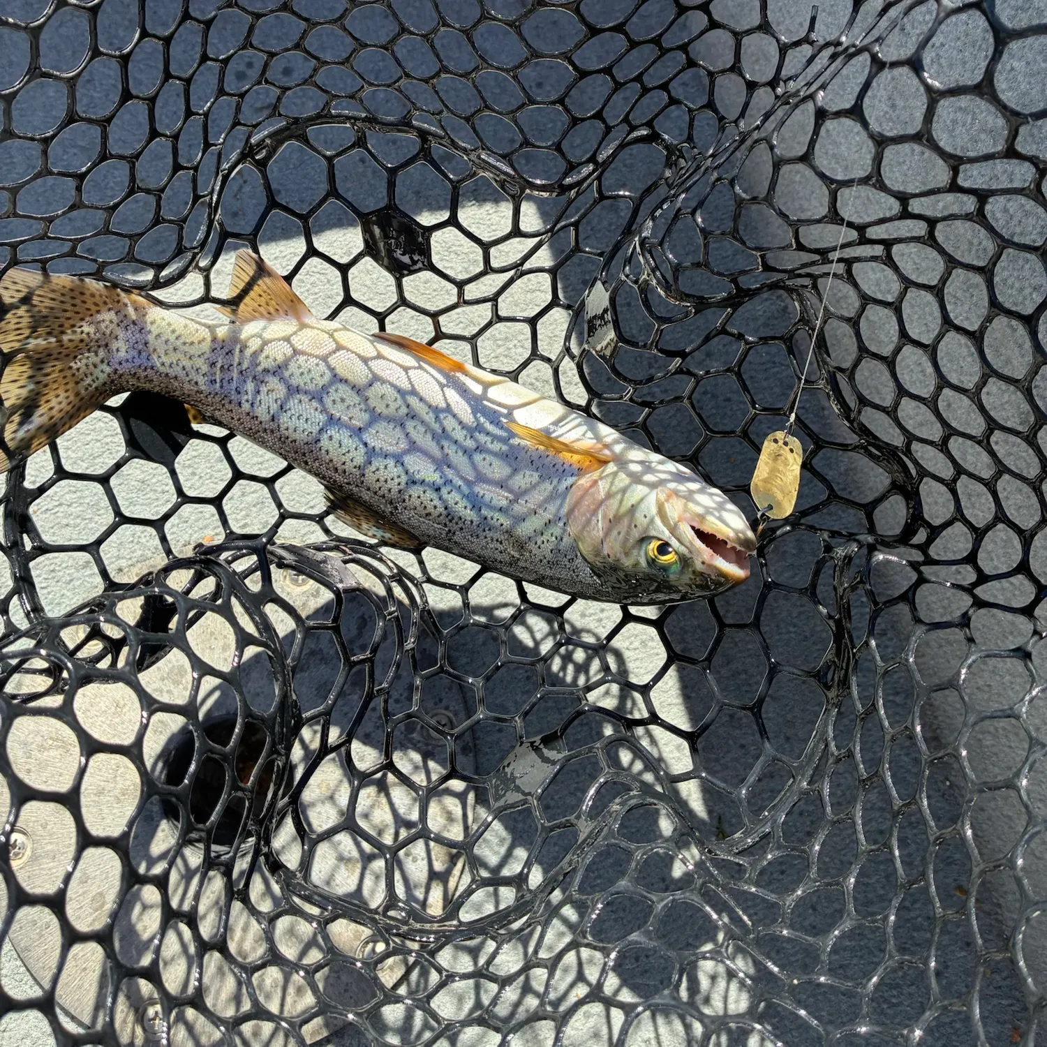 Rainbow trout caught on Fishbrain