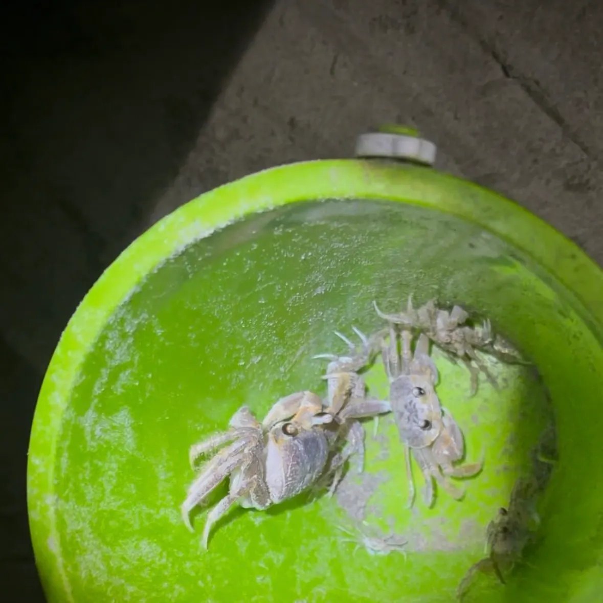 The most recent Florida stone crab catches on Fishbrain