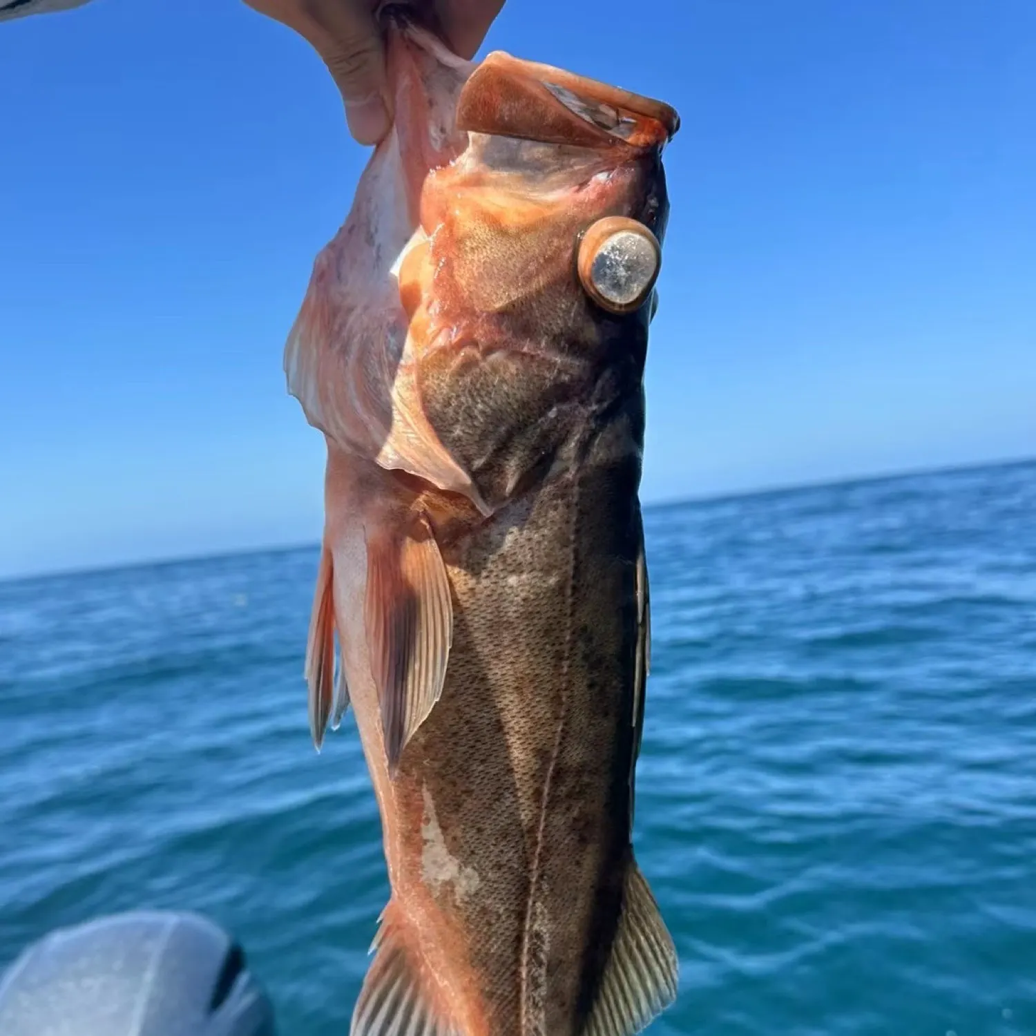 The most popular recent Bocaccio rockfish catch on Fishbrain