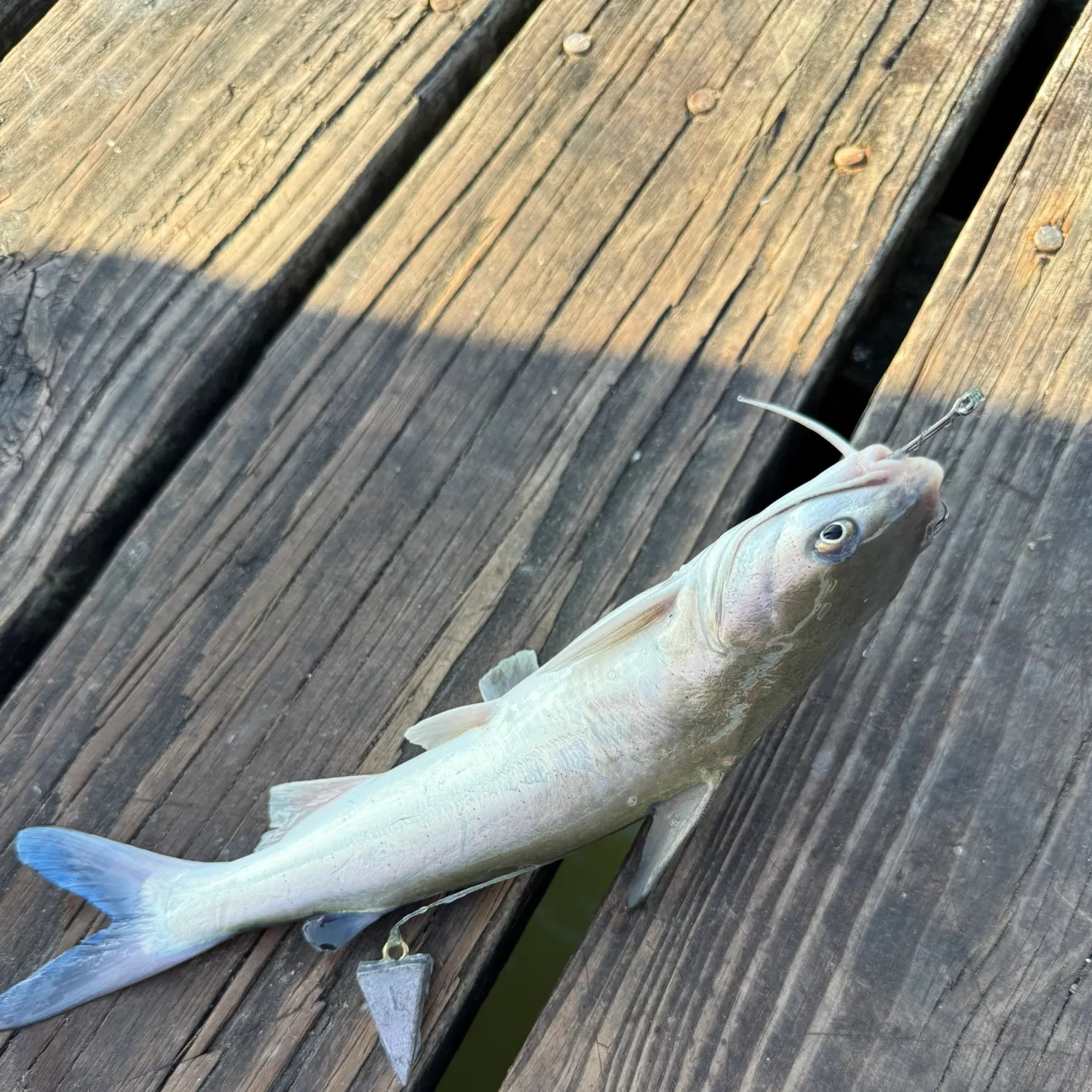 The most recent Hardhead sea catfish catches on Fishbrain