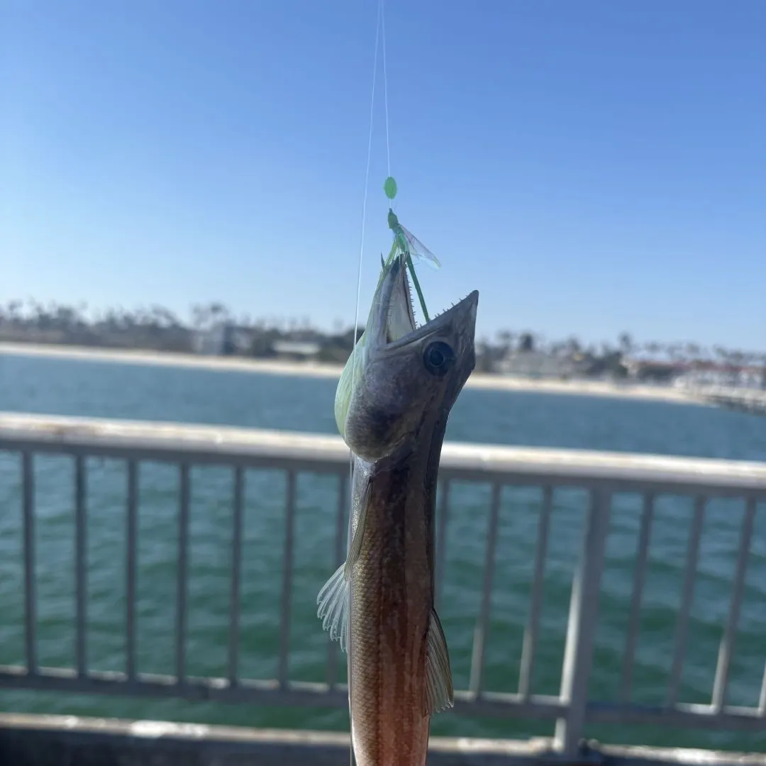 The most recent Gunther's lizard fish catches on Fishbrain