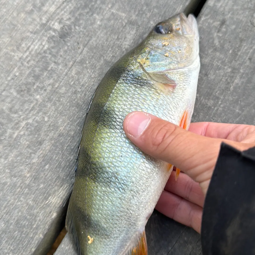Fish caught on Fishbrain
