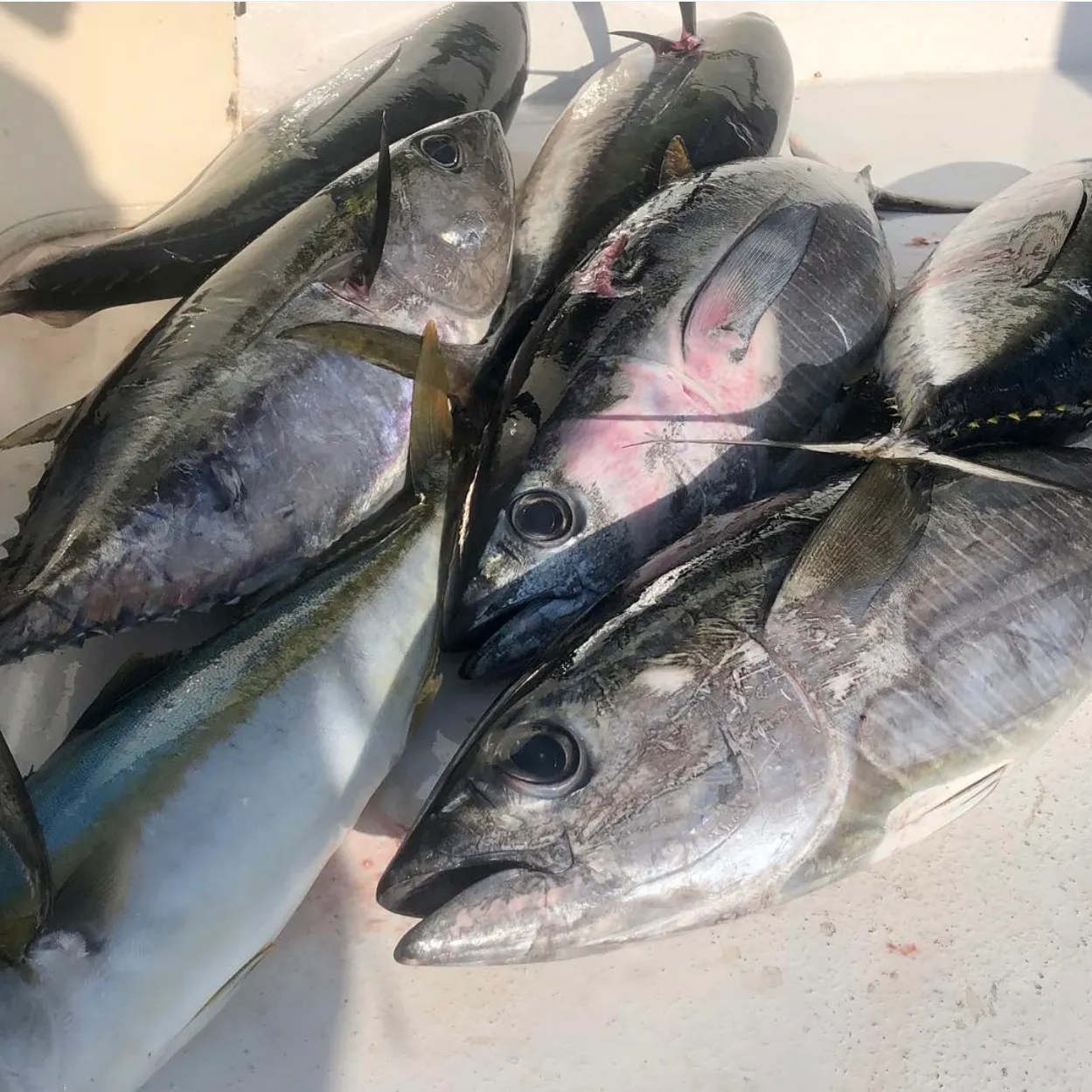 The most recent Yellowfin tuna catches on Fishbrain