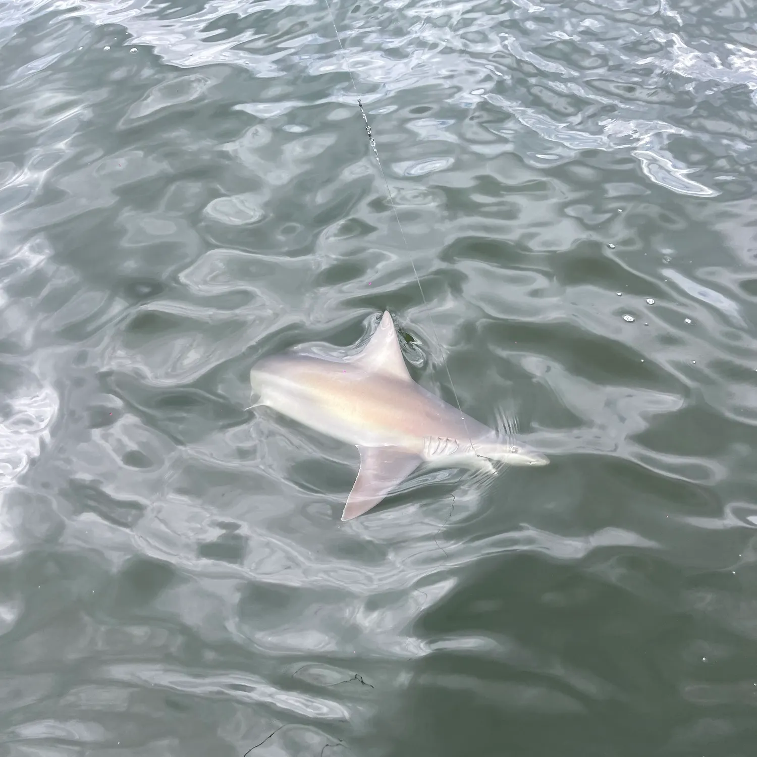 The most recent Dusky shark catches on Fishbrain