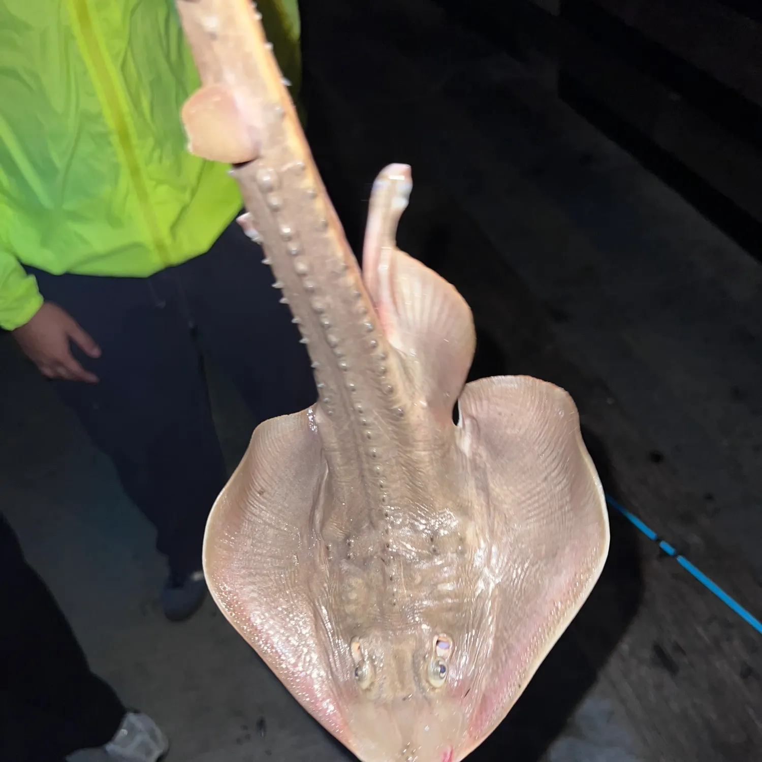 The most recent Thornback ray catches on Fishbrain