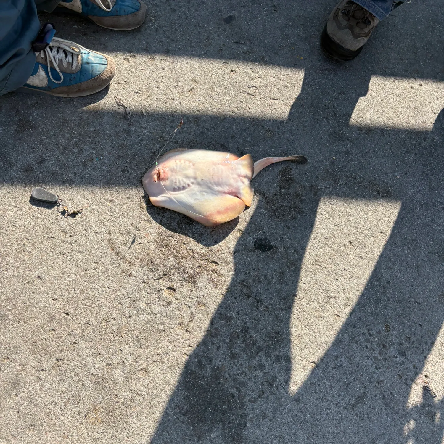 Haller's round ray caught on Fishbrain