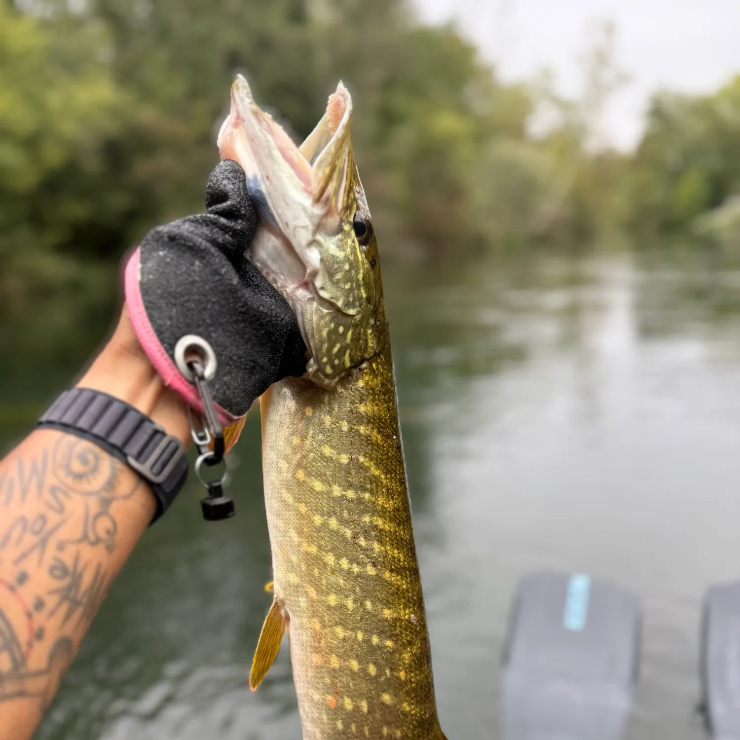 The most recent Northern pike catches on Fishbrain