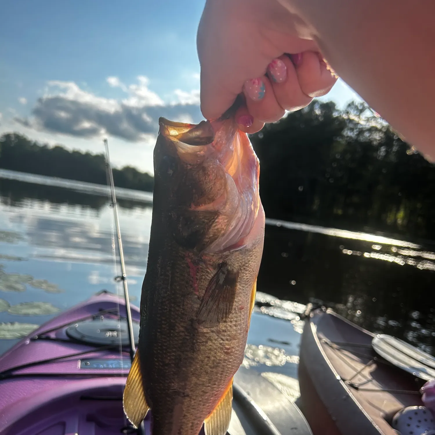 recently logged catches