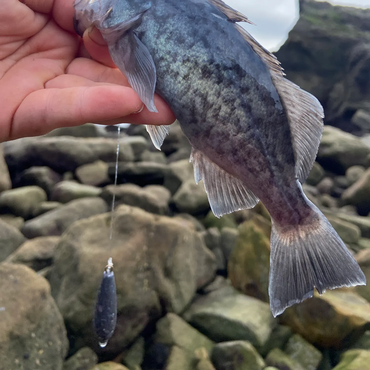 The most recent Black rockfish catches on Fishbrain