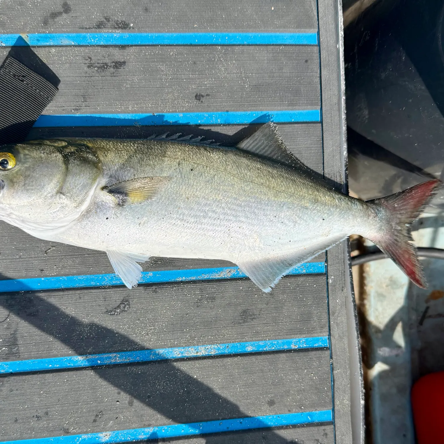 Bluefish caught on Fishbrain
