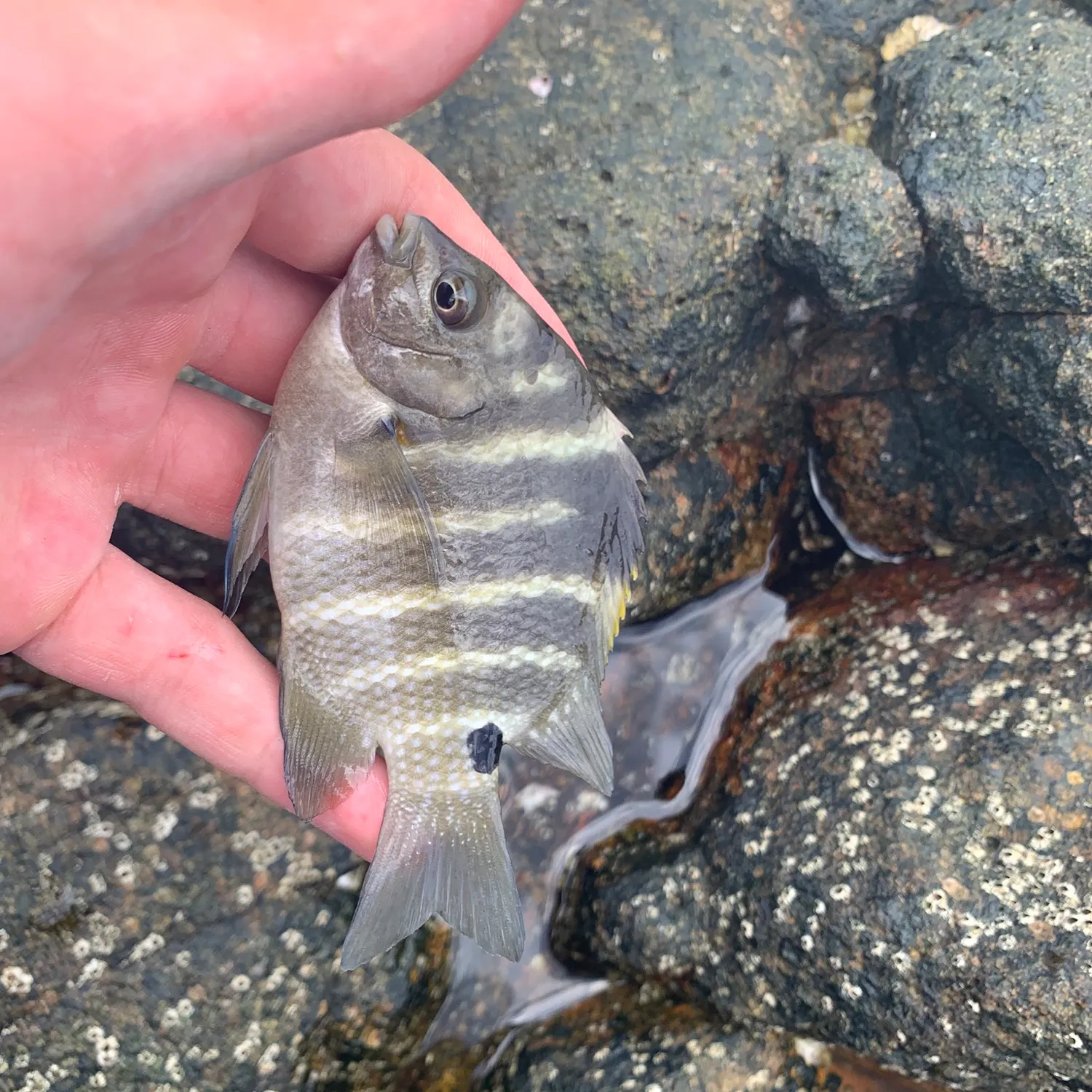 The most recent Blackspot sergeant catches on Fishbrain