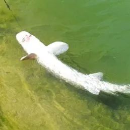 The most recent White sturgeon catches on Fishbrain