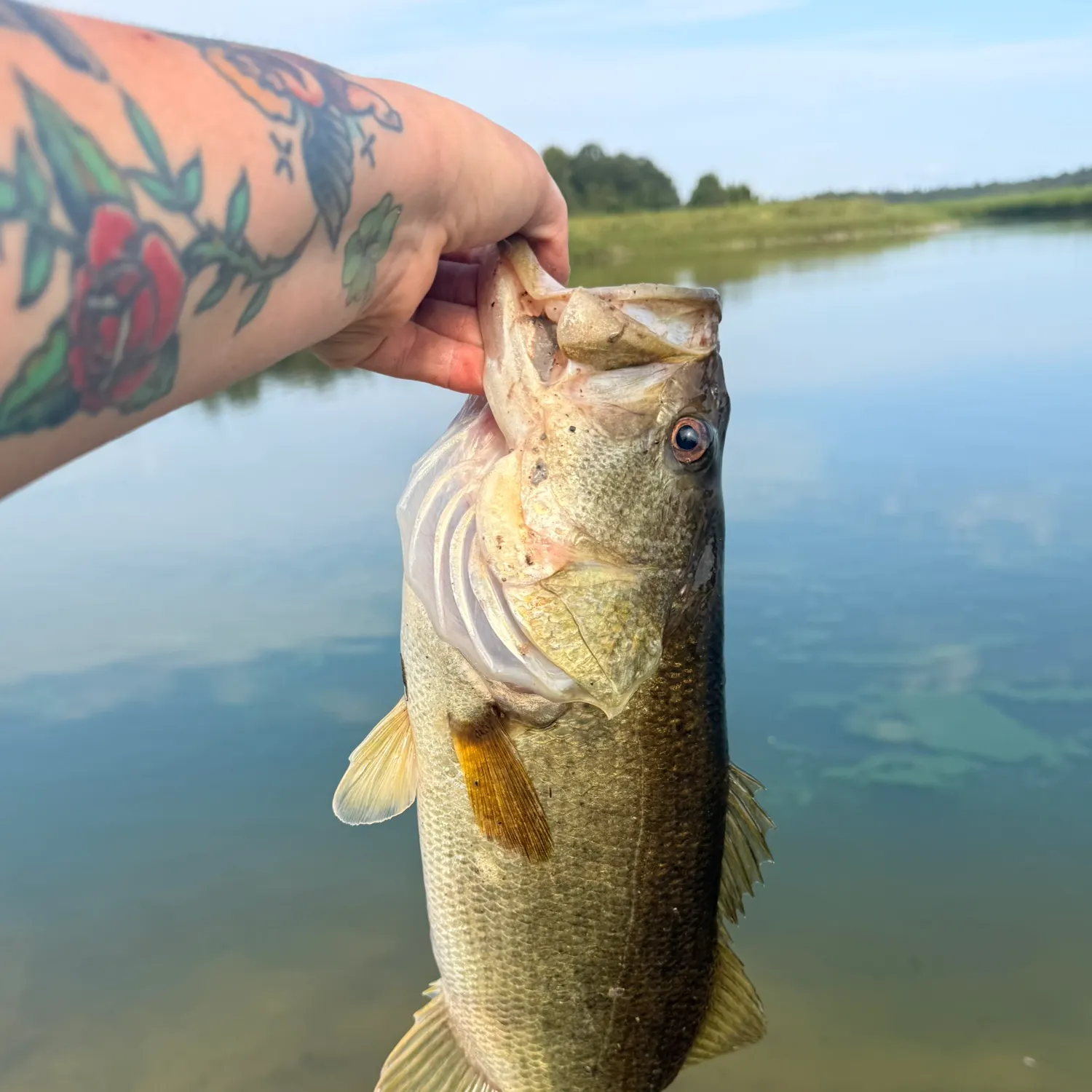 Largemouth bass caught on Fishbrain