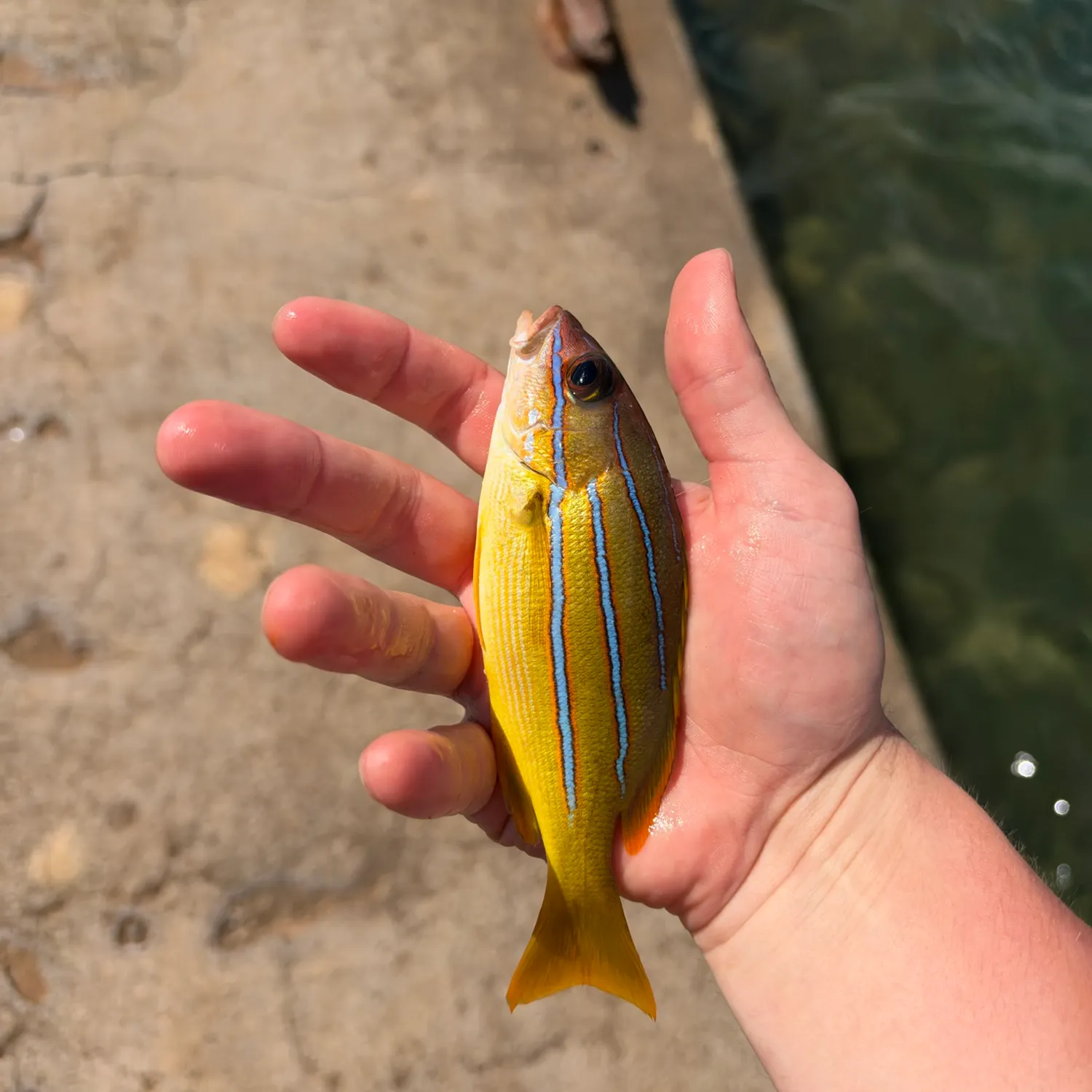 Common bluestripe snapper caught on Fishbrain