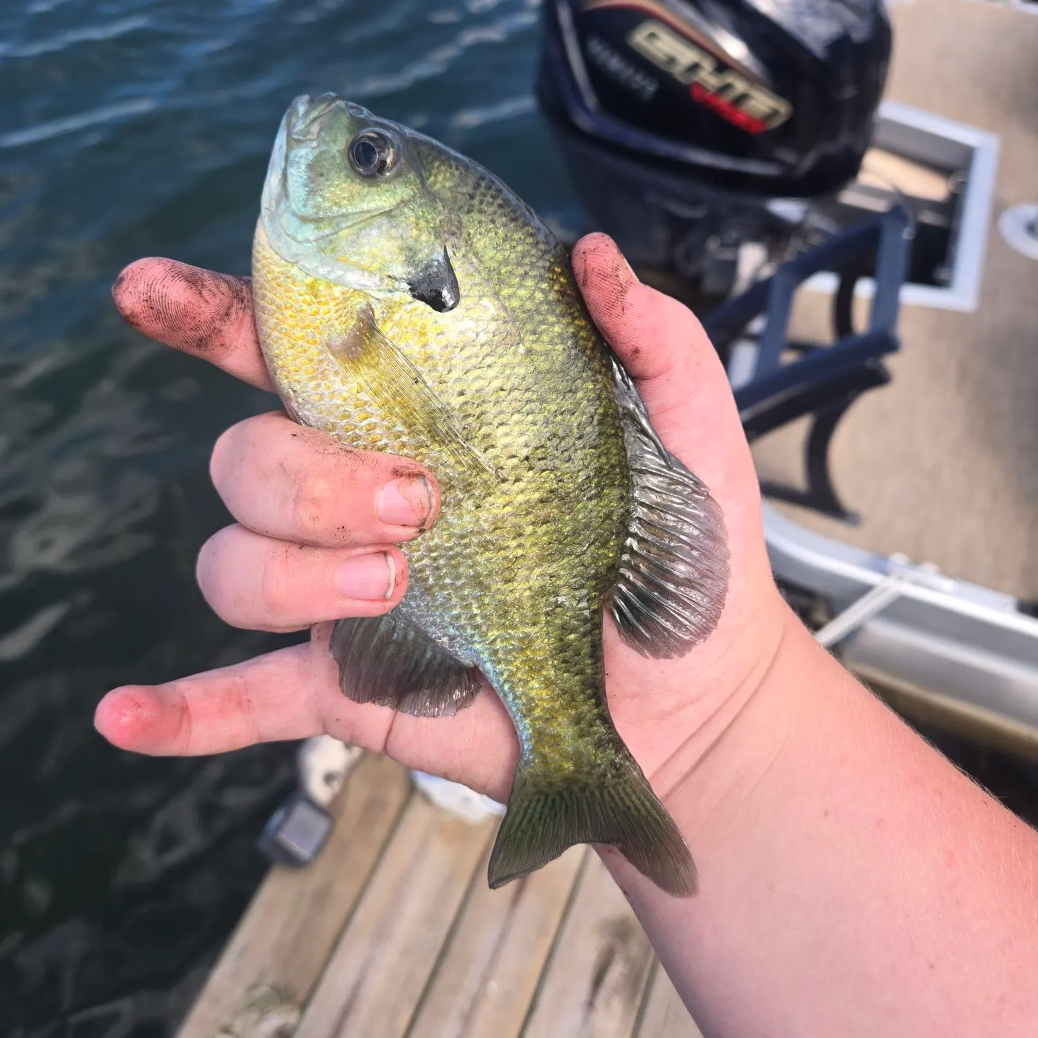 Bluegill caught on Fishbrain