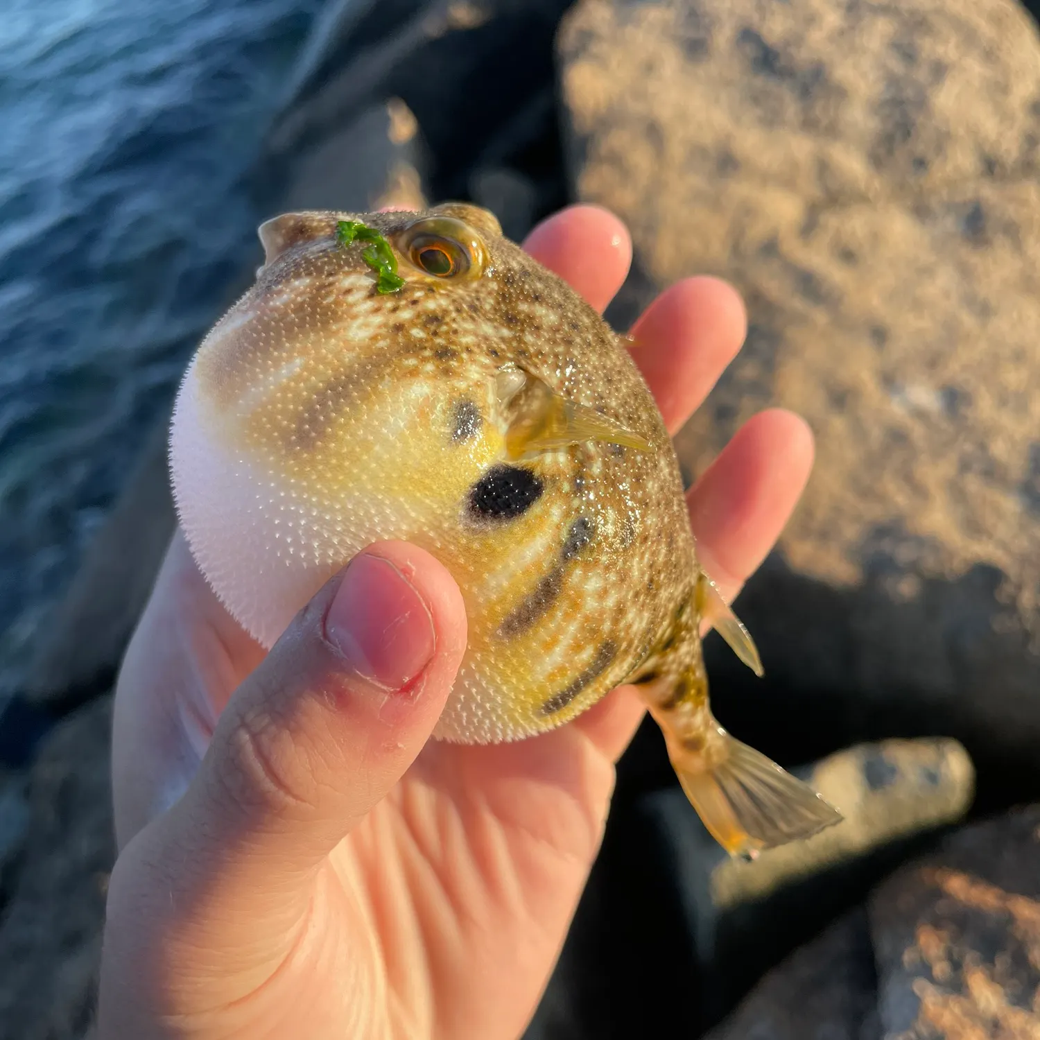 catch