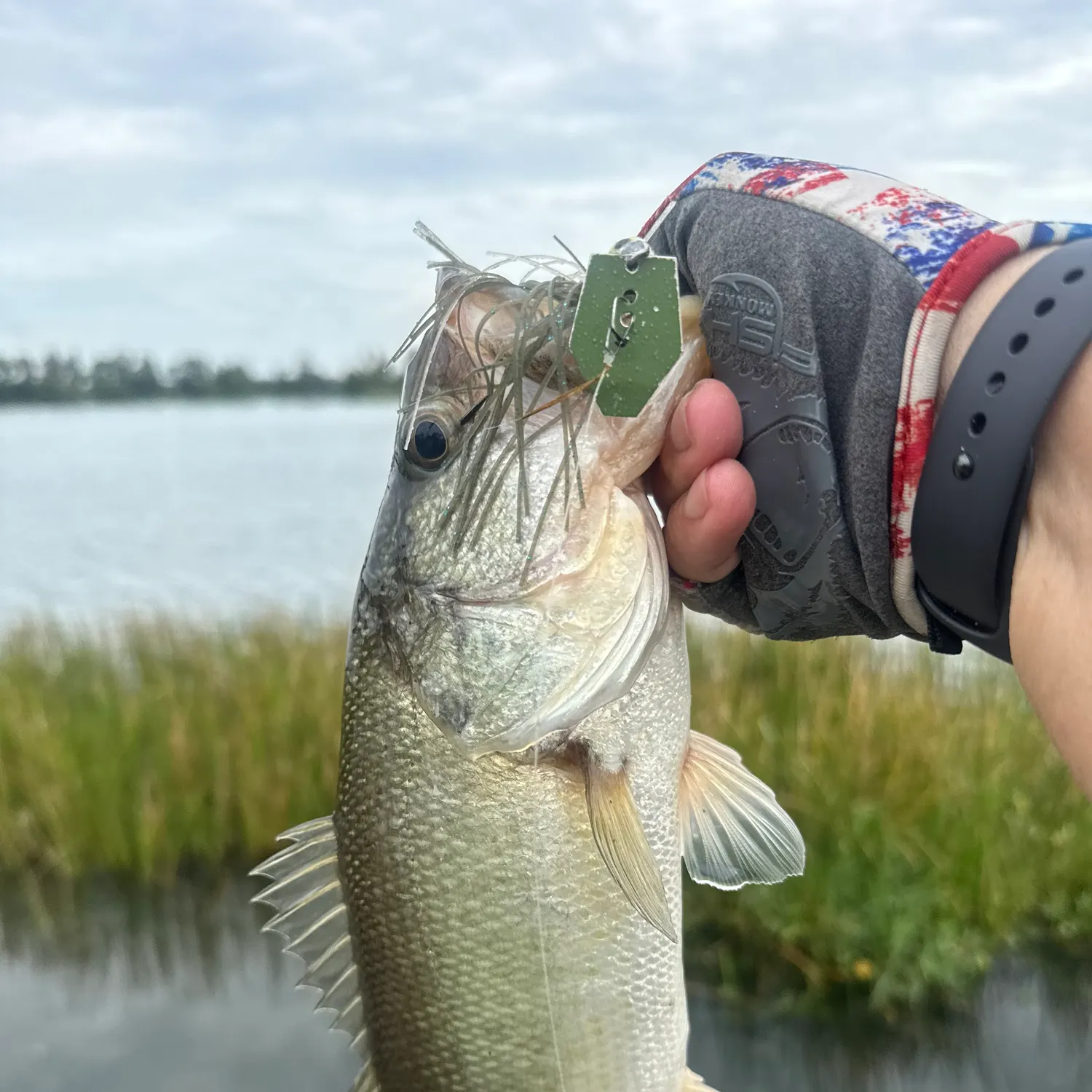 Florida bass caught on Fishbrain