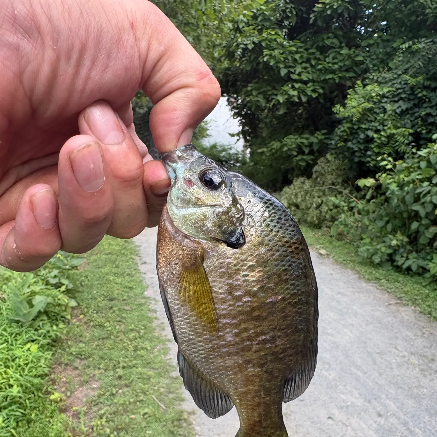 catch