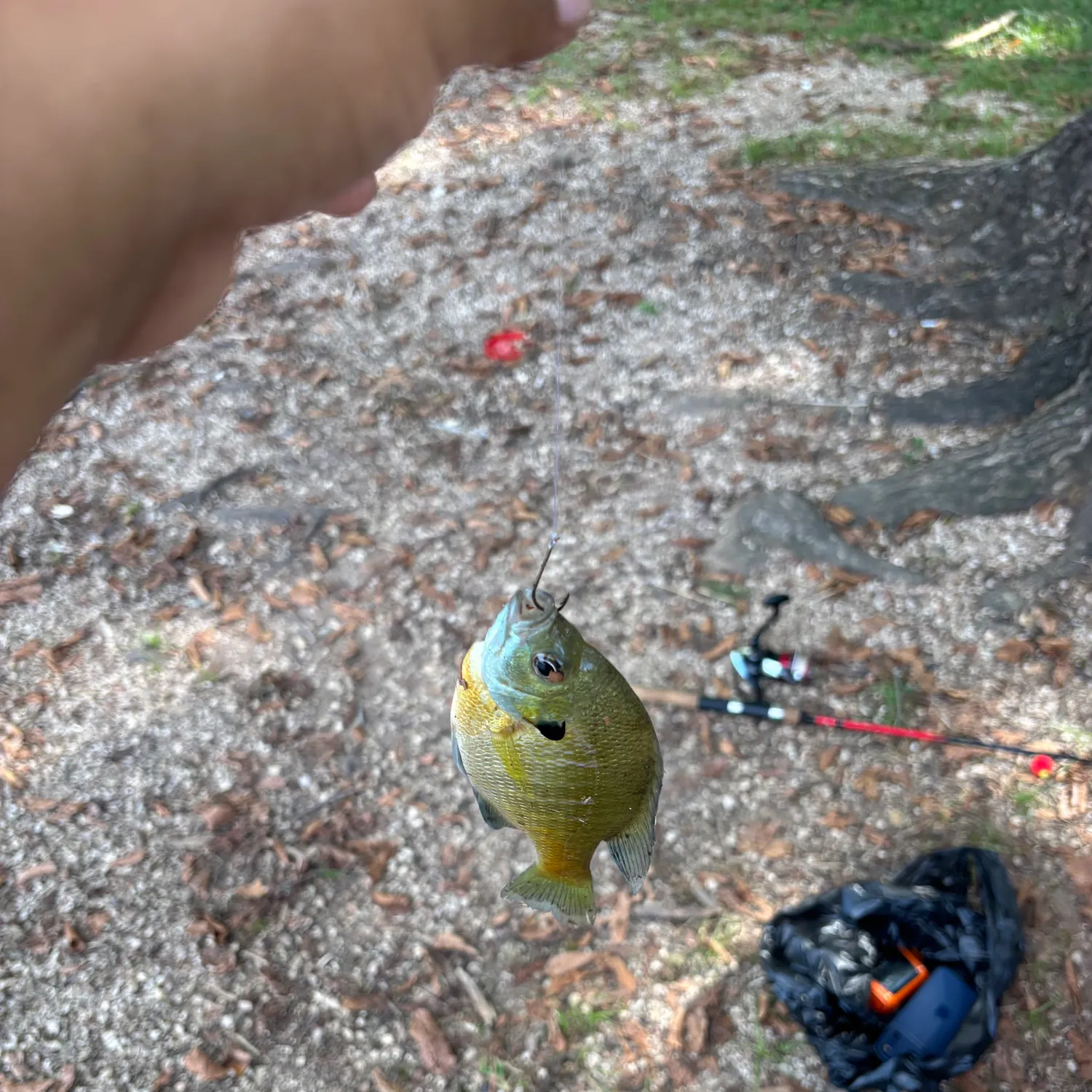 catch
