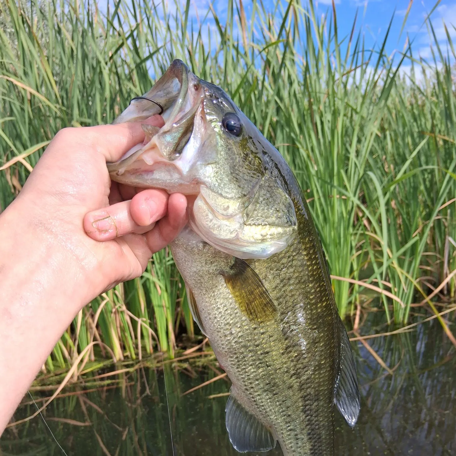 Largemouth bass caught on Fishbrain