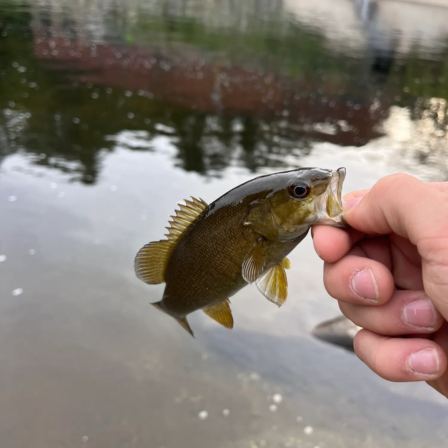 Fish caught on Fishbrain