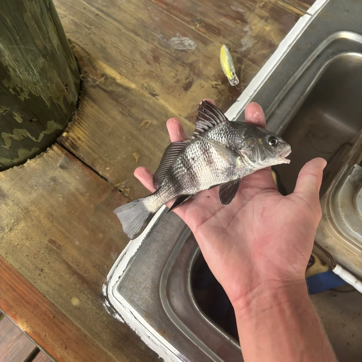 Black drum caught on Fishbrain