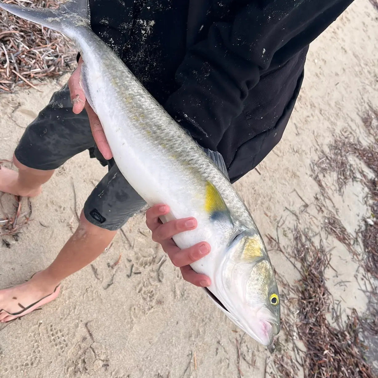 The most recent Western Australian salmon catches on Fishbrain