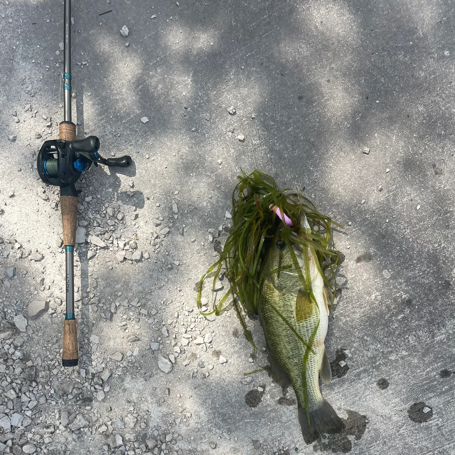 Largemouth bass caught on Fishbrain