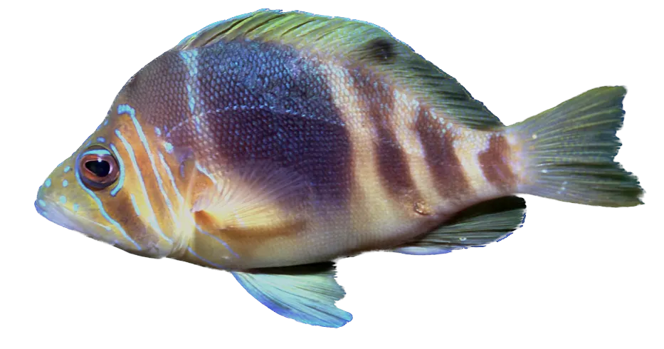 Barred hamlet