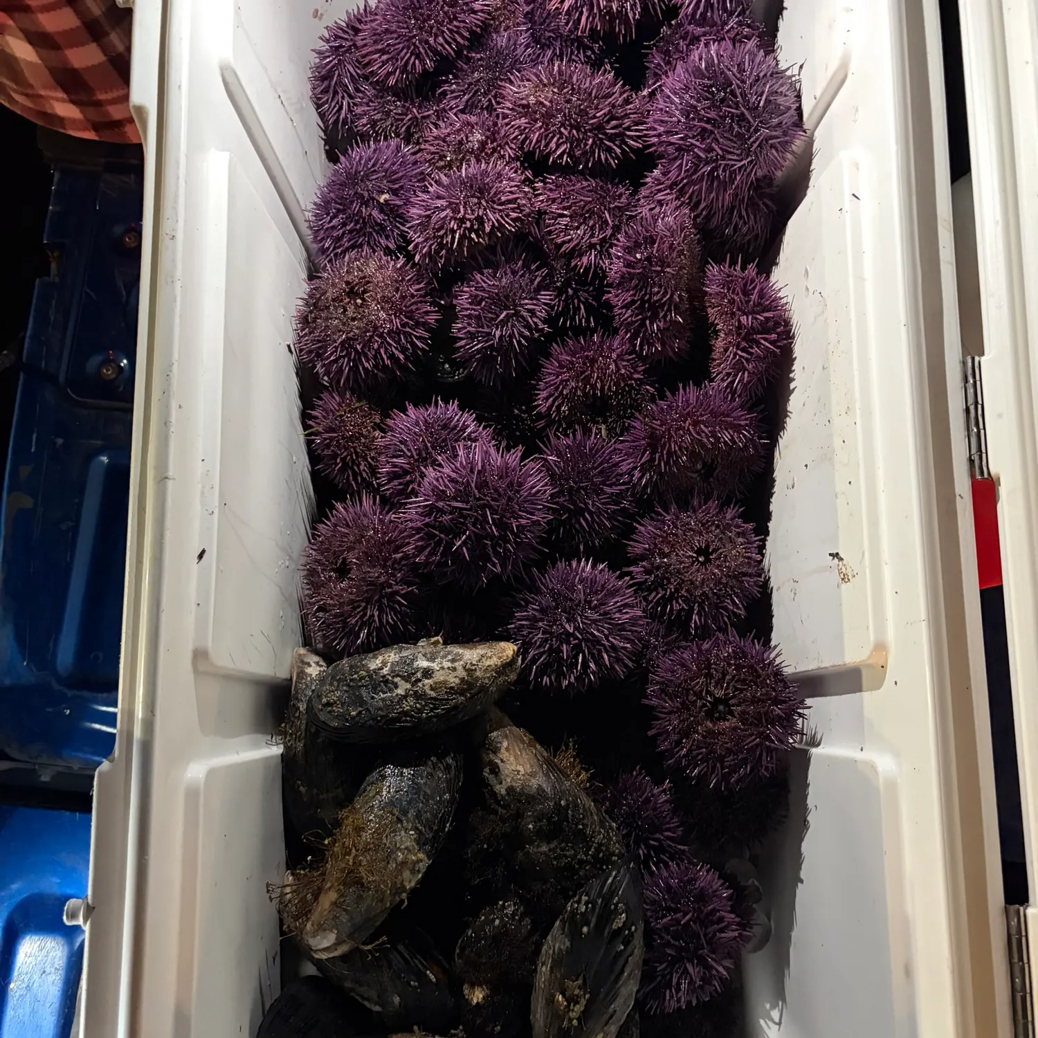 The most recent Striped seaperch catches on Fishbrain