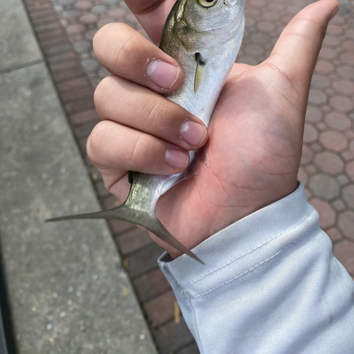Bluefish caught on Fishbrain